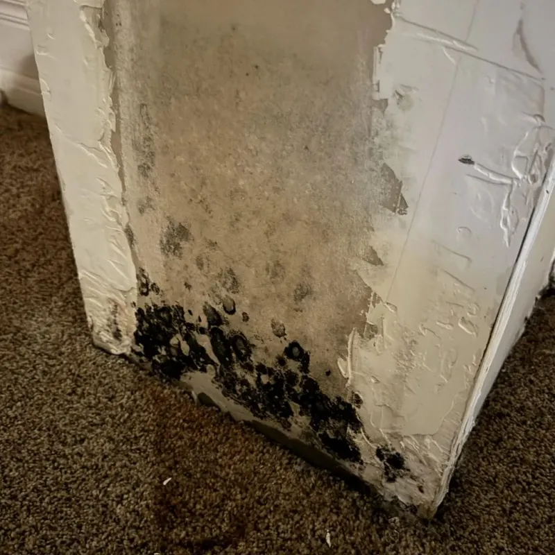 Professional Mold Removal in Stanly County, NC